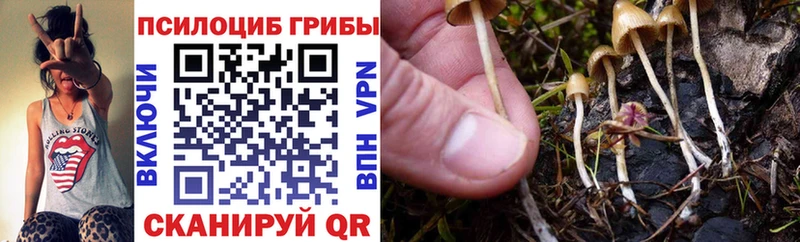 Купить где  Приозерск  Псилоцибиновые грибы Psilocybe 